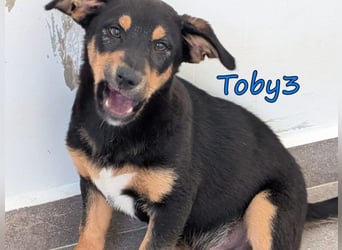 Toby3 geb. 03/2026 (GRC) - aufgeweckter kleiner Charmeur sucht seinen Wirkungskreis!