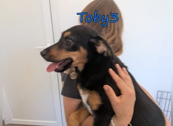 Toby3 geb. 03/2026 (GRC) - aufgeweckter kleiner Charmeur sucht seinen Wirkungskreis!