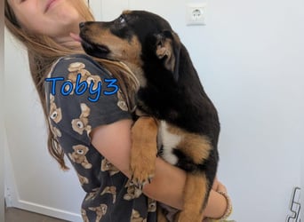 Toby3 geb. 03/2026 (GRC) - aufgeweckter kleiner Charmeur sucht seinen Wirkungskreis!