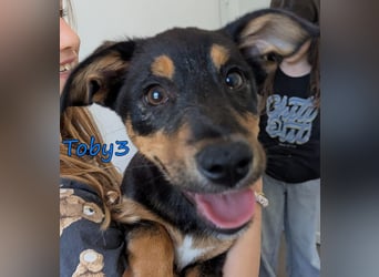 Toby3 geb. 03/2026 (GRC) - aufgeweckter kleiner Charmeur sucht seinen Wirkungskreis!