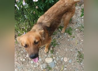 PAPINA - gerettet von der Straße nahe Slatina