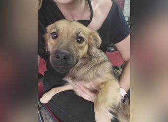 PAPINA ♥ - Gerettet von der Straße nahe Slatina