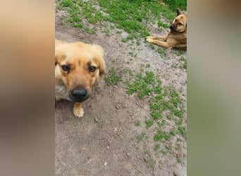 PAPINA - gerettet von der Straße nahe Slatina