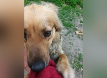 PAPINA ♥ - Gerettet von der Straße nahe Slatina