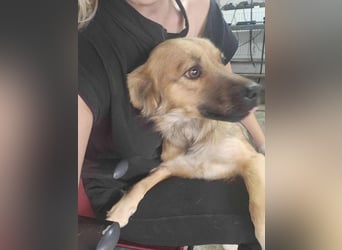 PAPINA ♥ - Gerettet von der Straße nahe Slatina