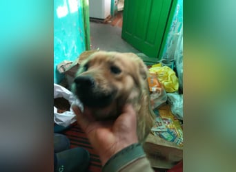 PAPINA ♥ - Gerettet von der Straße nahe Slatina