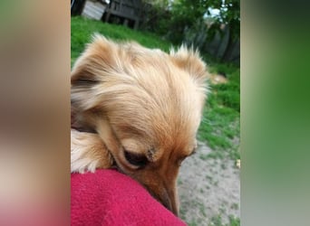 PAPINA - gerettet von der Straße nahe Slatina