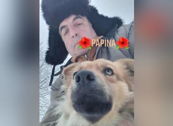 PAPINA - gerettet von der Straße nahe Slatina