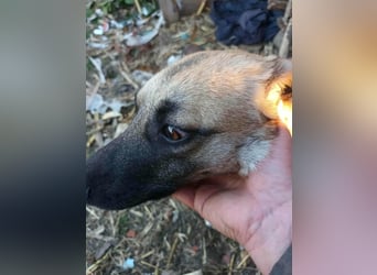 PAPINA - gerettet von der Straße nahe Slatina