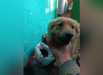 PAPINA - gerettet von der Straße nahe Slatina