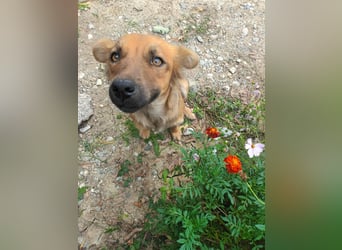 PAPINA - gerettet von der Straße nahe Slatina