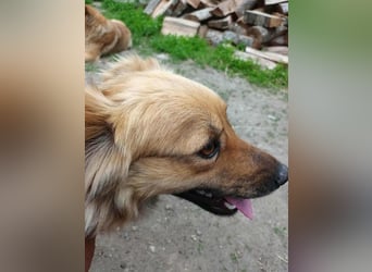 PAPINA ♥ - Gerettet von der Straße nahe Slatina