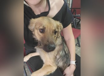 PAPINA - gerettet von der Straße nahe Slatina