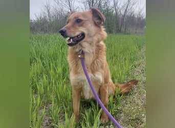 Franzi eine sehr Nähe-bedürftige Hündin