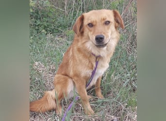 Franzi eine sehr Nähe-bedürftige Hündin