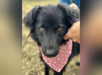 Milica eine freundliche Hündin