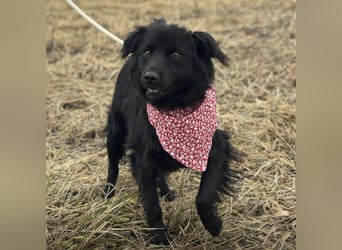 Milica eine freundliche Hündin