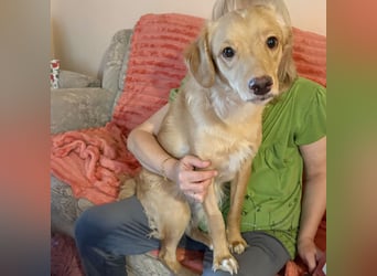 Toby ein feiner Familienhund