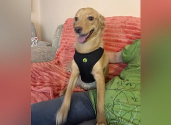 Toby ein feiner Familienhund