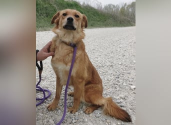 Franzi eine sehr Nähe-bedürftige Hündin