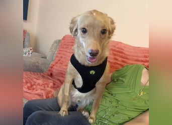 Toby ein feiner Familienhund
