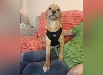 Toby ein feiner Familienhund