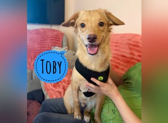 Toby ein feiner Familienhund