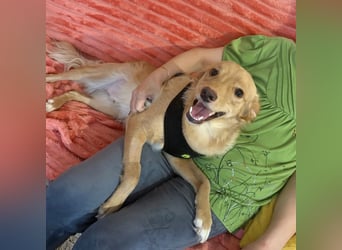 Toby ein feiner Familienhund