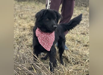 Milica eine freundliche Hündin