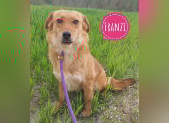 Franzi eine sehr Nähe-bedürftige Hündin