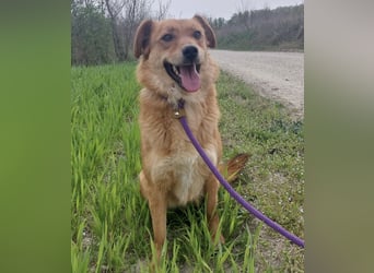 Franzi eine sehr Nähe-bedürftige Hündin