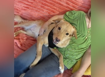 Toby ein feiner Familienhund