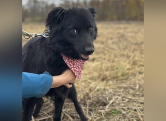 Milica eine freundliche Hündin