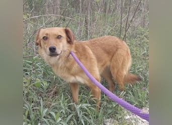 Franzi eine sehr Nähe-bedürftige Hündin