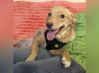 Toby ein feiner Familienhund