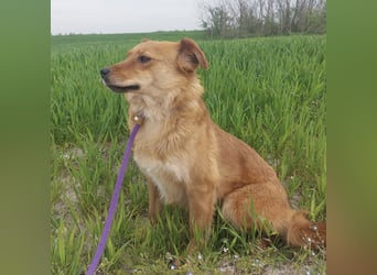 Franzi eine sehr Nähe-bedürftige Hündin