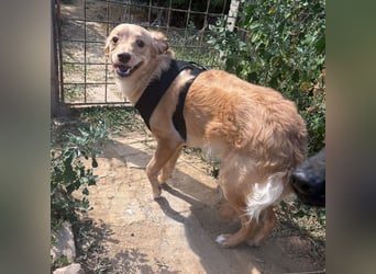 Toby ein feiner Familienhund