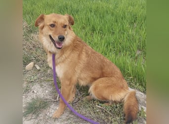 Franzi eine sehr Nähe-bedürftige Hündin