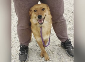 Franzi eine sehr Nähe-bedürftige Hündin