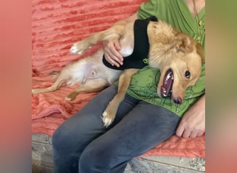 Toby ein feiner Familienhund