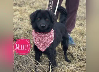 Milica eine freundliche Hündin