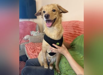 Toby ein feiner Familienhund