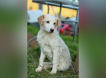 Zuhause für Hannes gesucht – zwei bezaubernde Kokoni-Mix-Welpen