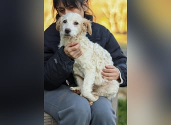 Zuhause für Hannes gesucht – zwei bezaubernde Kokoni-Mix-Welpen