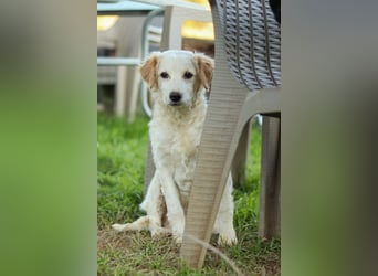 Zuhause für Hannes gesucht – zwei bezaubernde Kokoni-Mix-Welpen