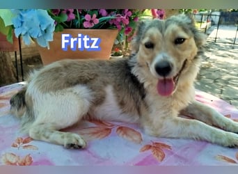 Fritz, 06/24 - süßer Fratz sucht seine Menschen