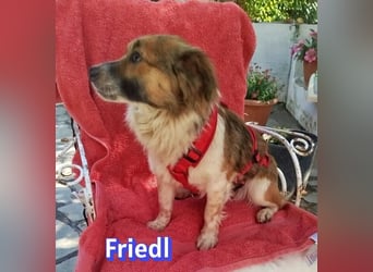 Friedl, 06/24 - Kleiner Kerl sucht seine Menschen