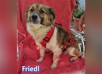 Friedl, 06/24 - Kleiner Kerl sucht seine Menschen