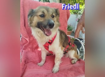 Friedl, 06/24 - Kleiner Kerl sucht seine Menschen