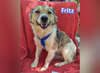 Fritz, 06/24 - süßer Fratz sucht seine Menschen
